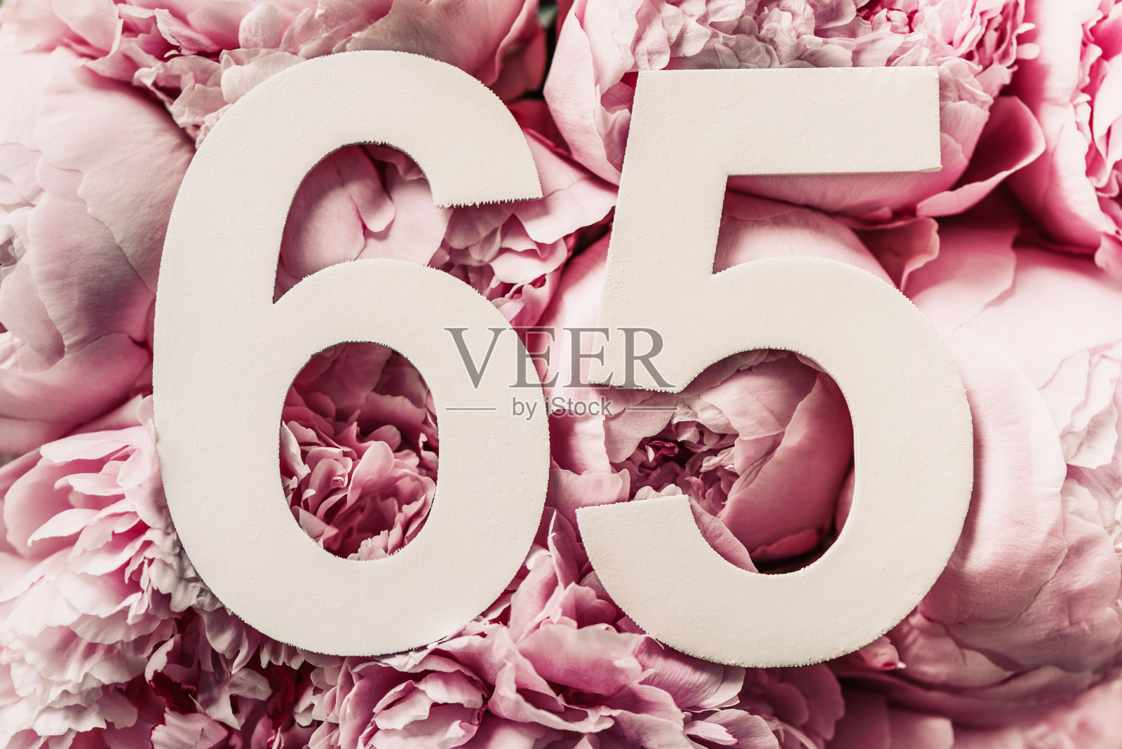 牡丹花，数字六十五。生日贺卡，上面有题词65。周年的概念。前视图。花背景上的白色数字。数字，庆祝活动，模板，传单照片摄影图片