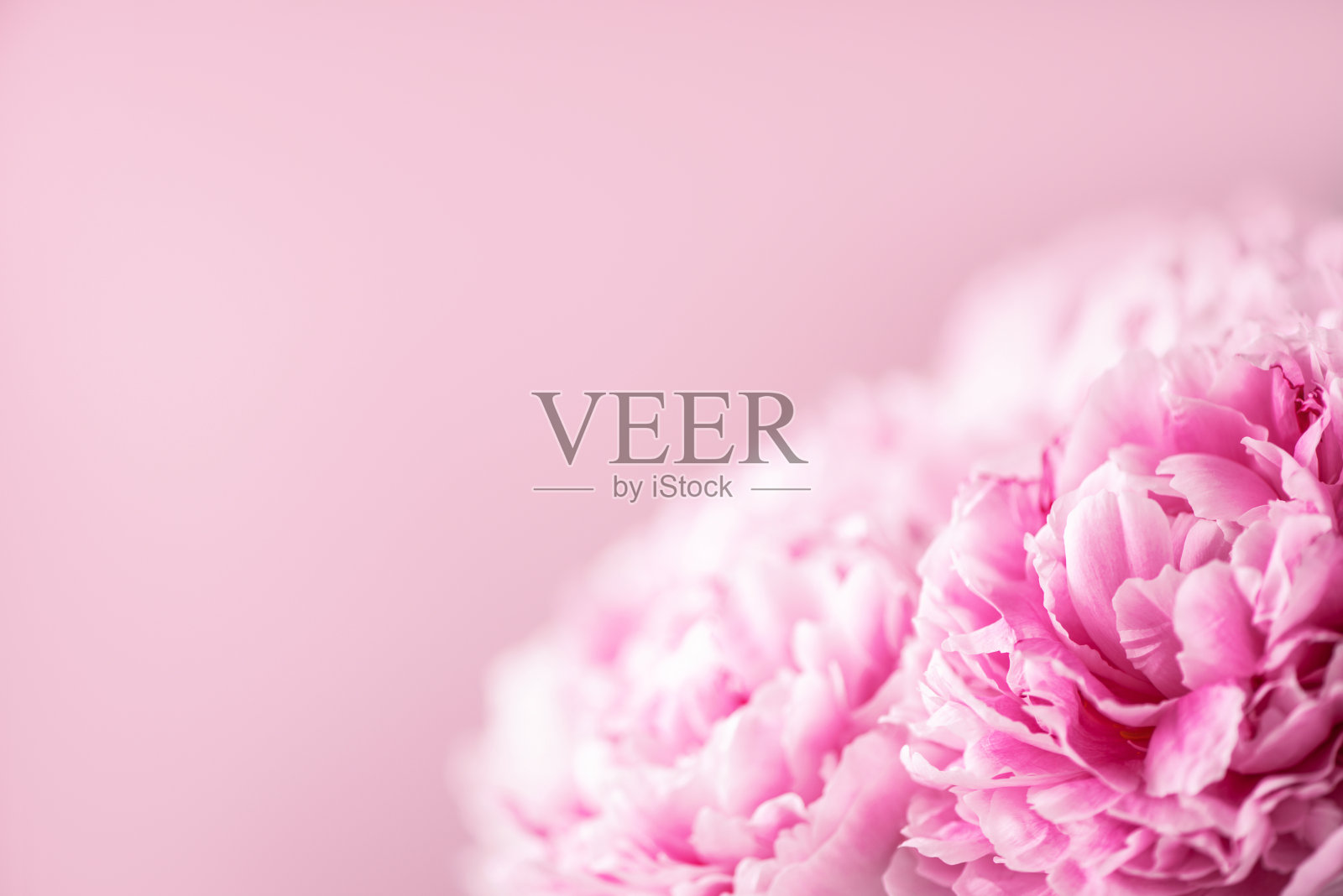 粉彩背景上的牡丹。副本的空间。花组成。婚礼，生日，纪念日花束。妇女节，母亲节。宏牡丹花照片摄影图片