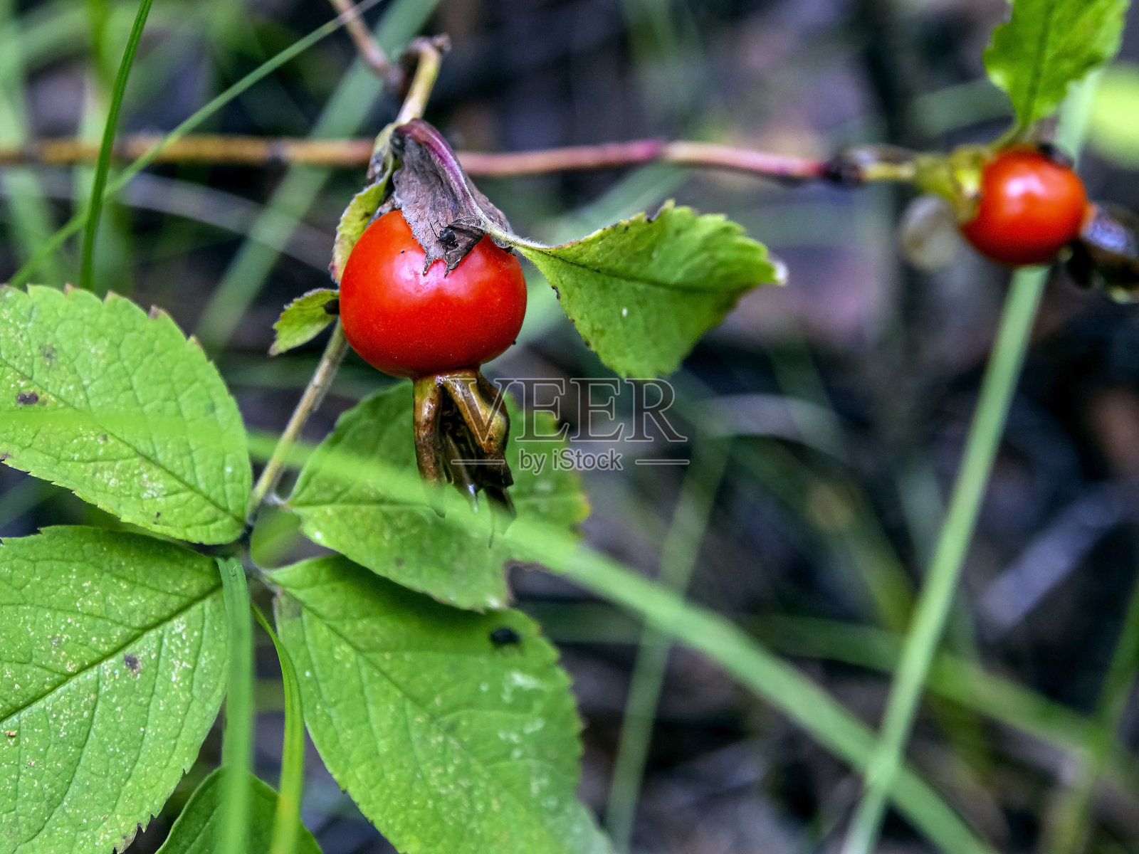 在秋天的森林里，野玫瑰的果实在树枝上照片摄影图片