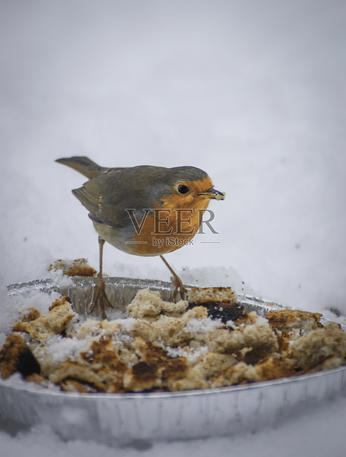 罗宾在雪地里觅食照片摄影图片