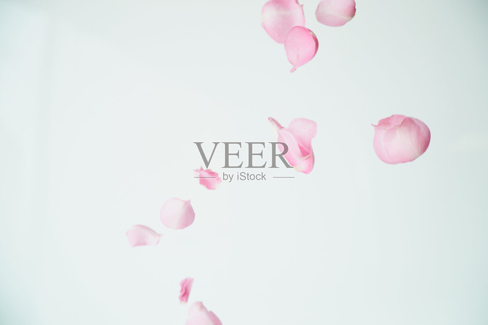 粉红色的花朵照片摄影图片