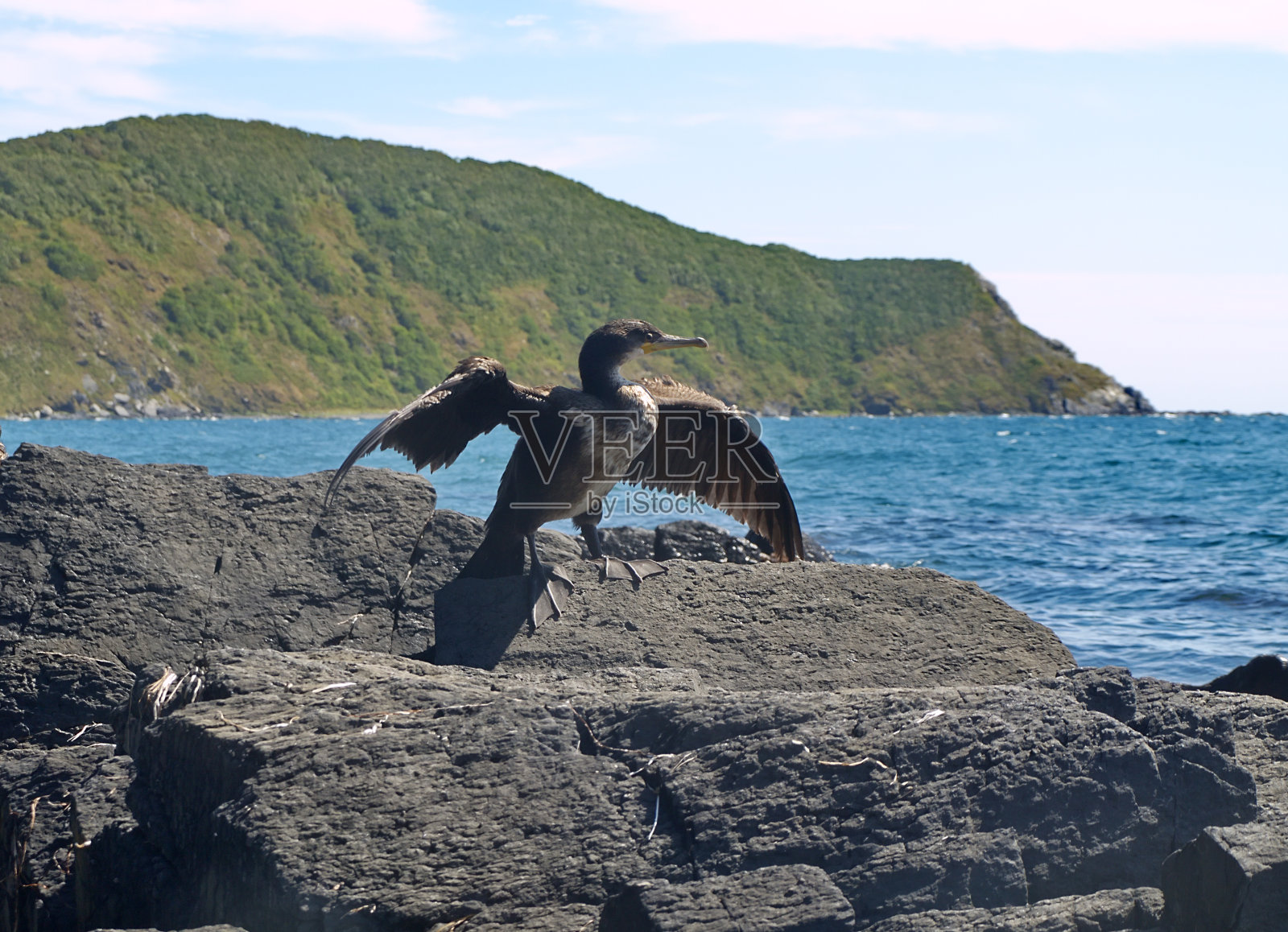 Phalacrocorax坐在岩石上照片摄影图片