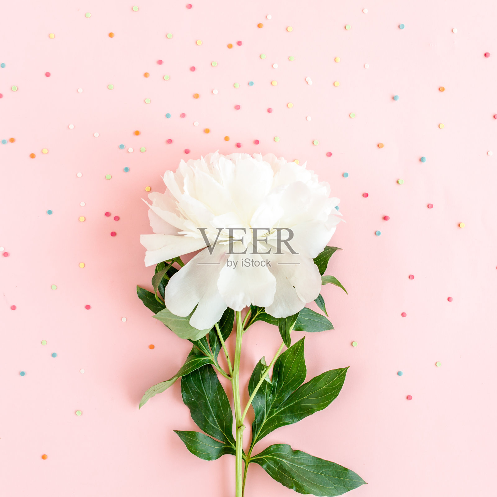 美丽的白色牡丹花在粉红色的背景。牡丹的质地。平躺，俯视图照片摄影图片