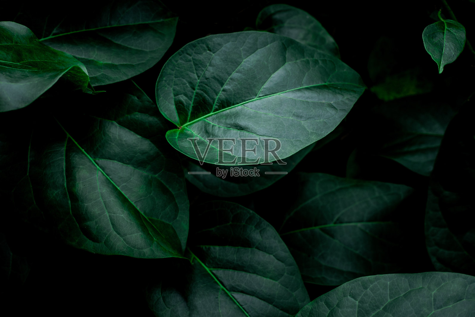 绿叶背景的特写自然视图照片摄影图片