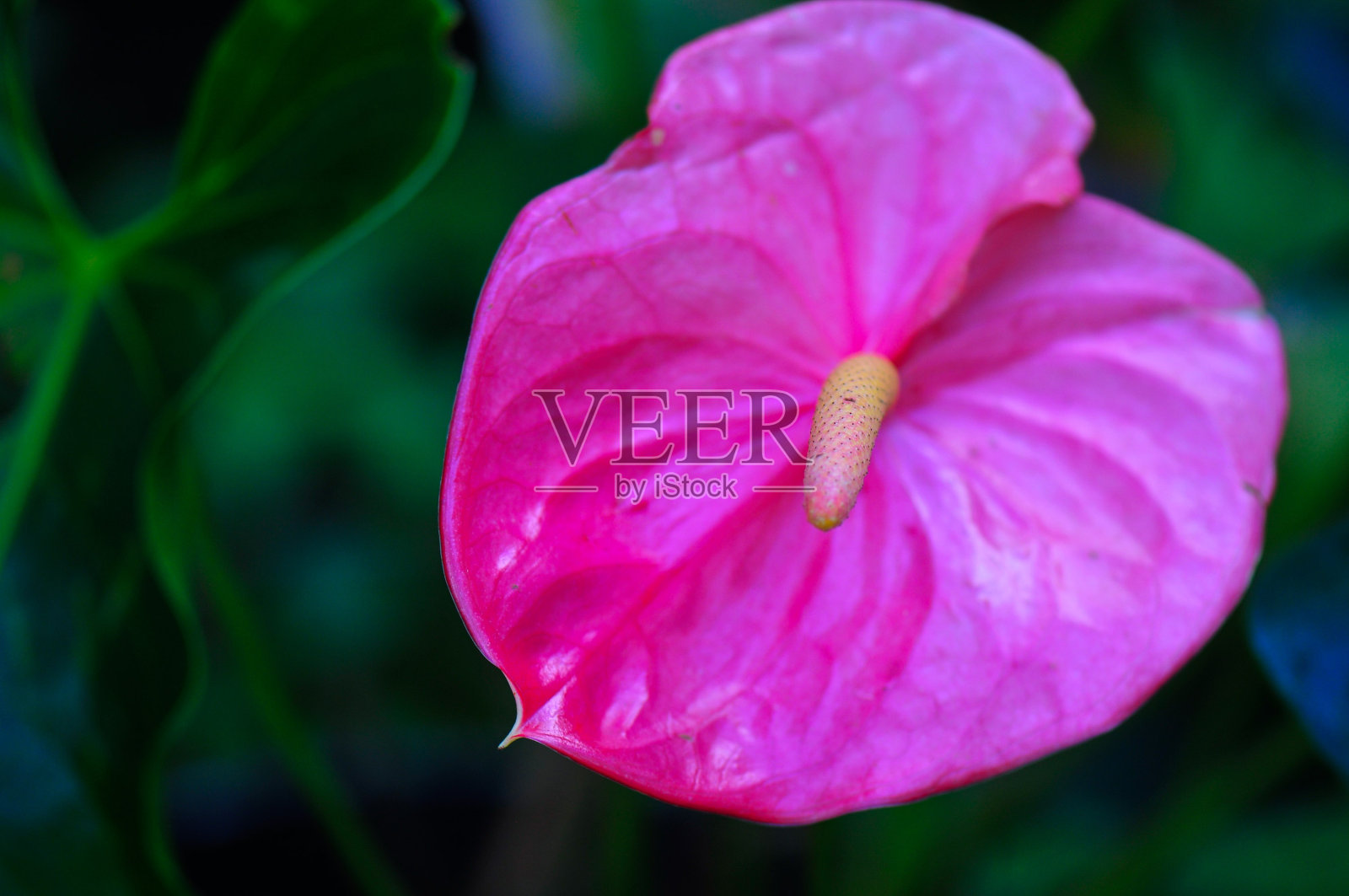 花照片摄影图片