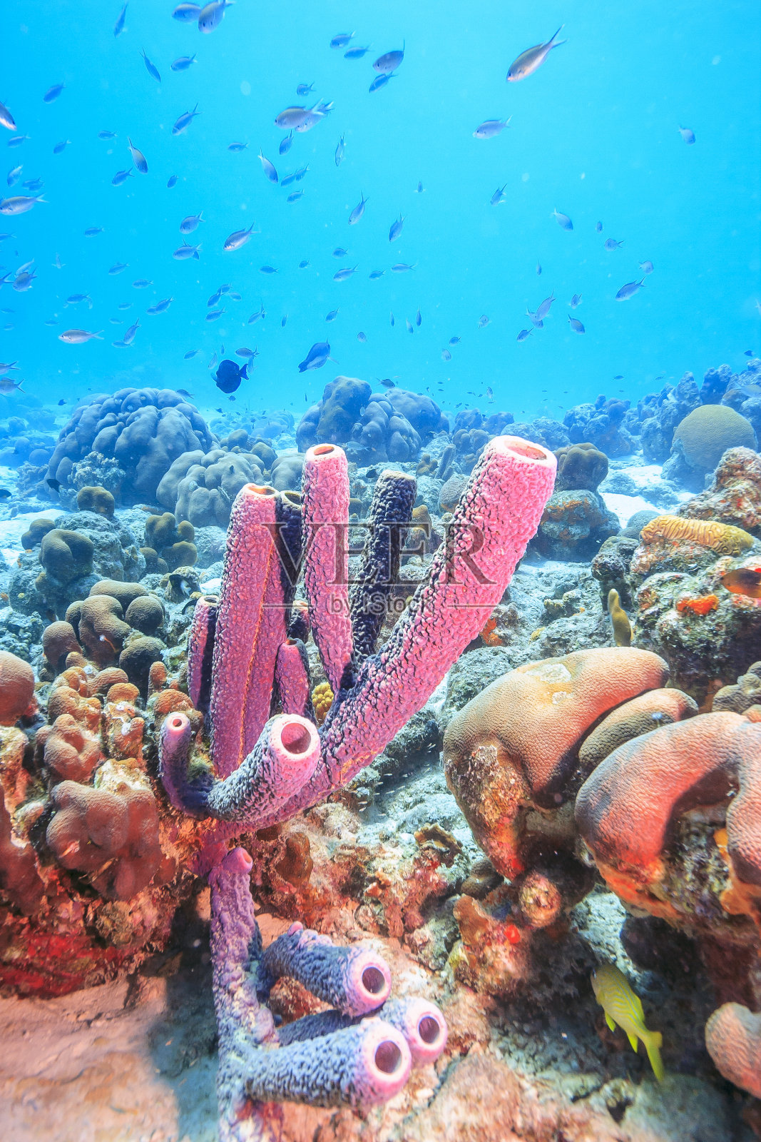 加勒比珊瑚花园照片摄影图片