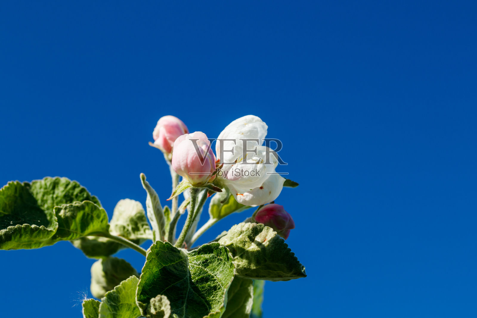 苹果花在花园里的蓝天背景照片摄影图片
