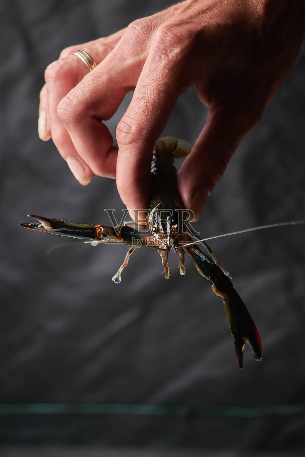 澳大利亚红螯虾。Ð“quadricarinatus”，一种美味的海鲜照片摄影图片