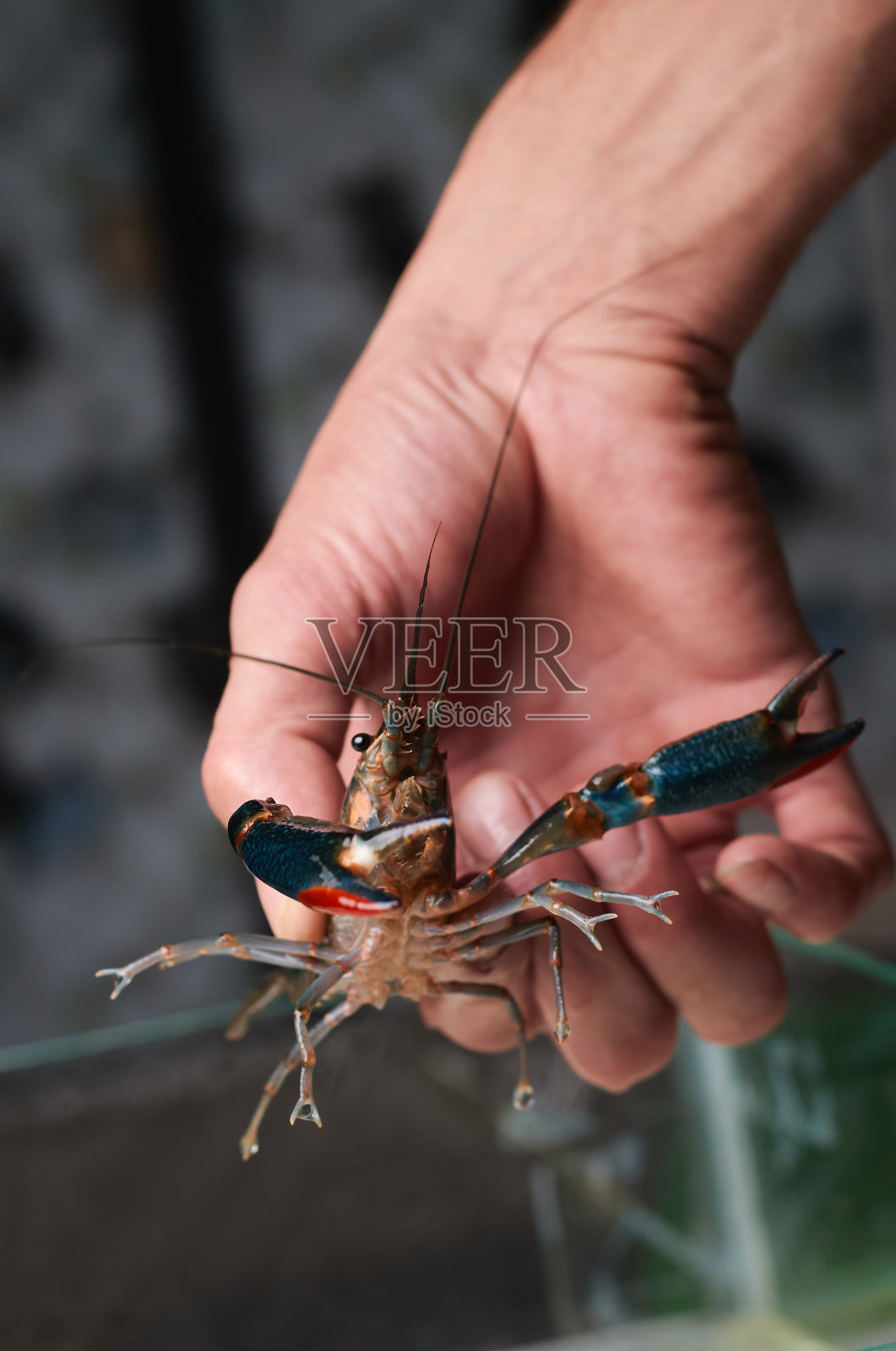 澳大利亚红螯虾。Ð“quadricarinatus”，一种美味的海鲜照片摄影图片