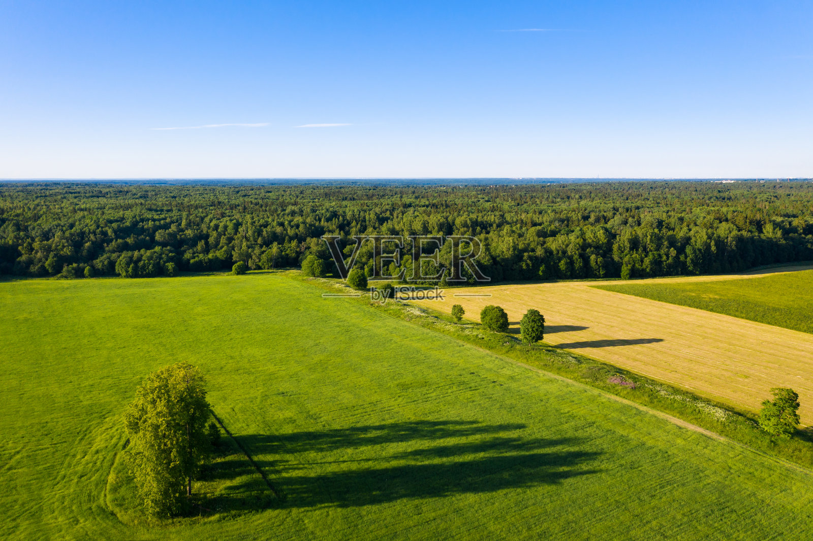 夏天的森林和田野有树木。野生自然照片摄影图片