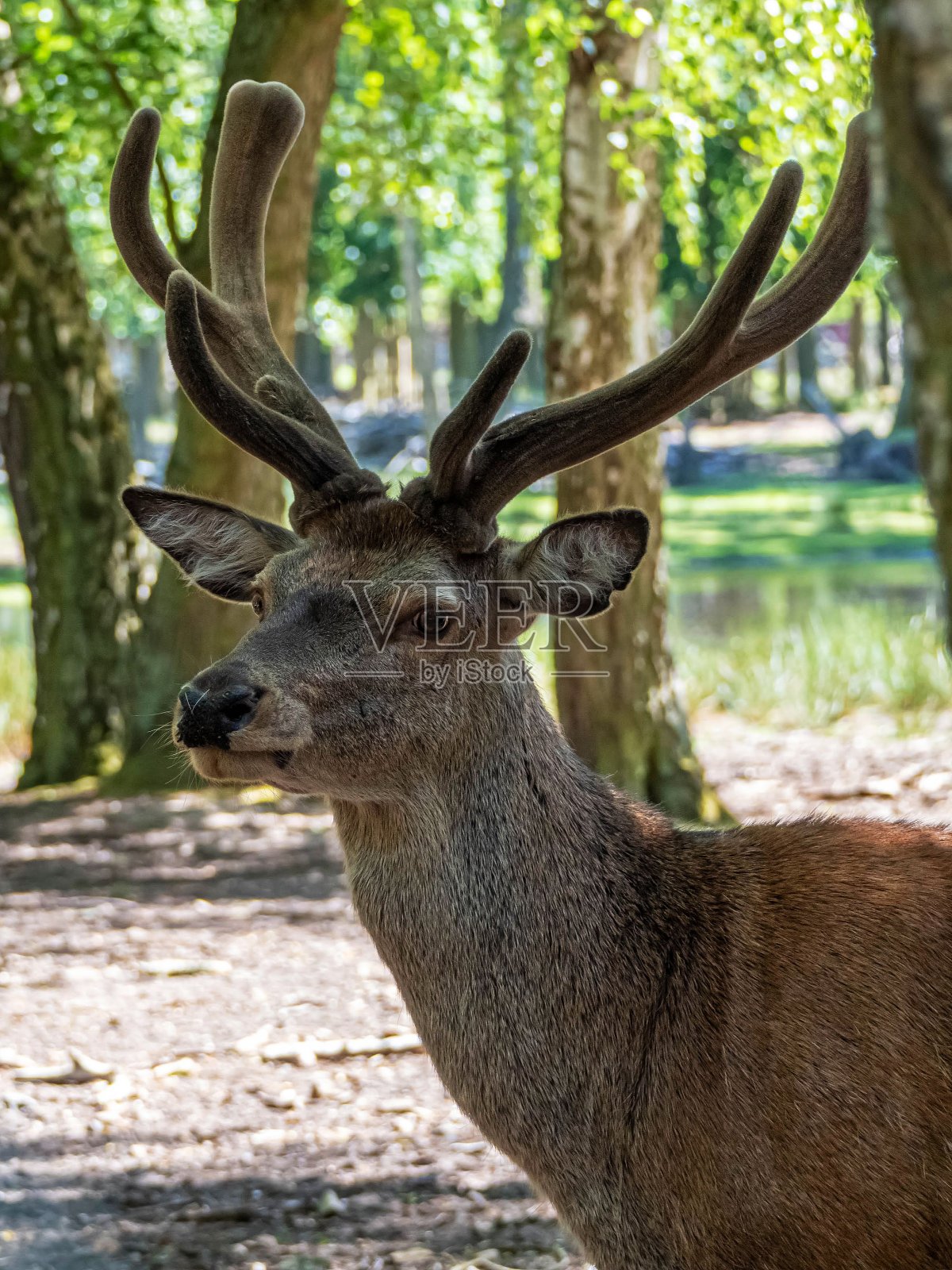 树间的鹿照片摄影图片