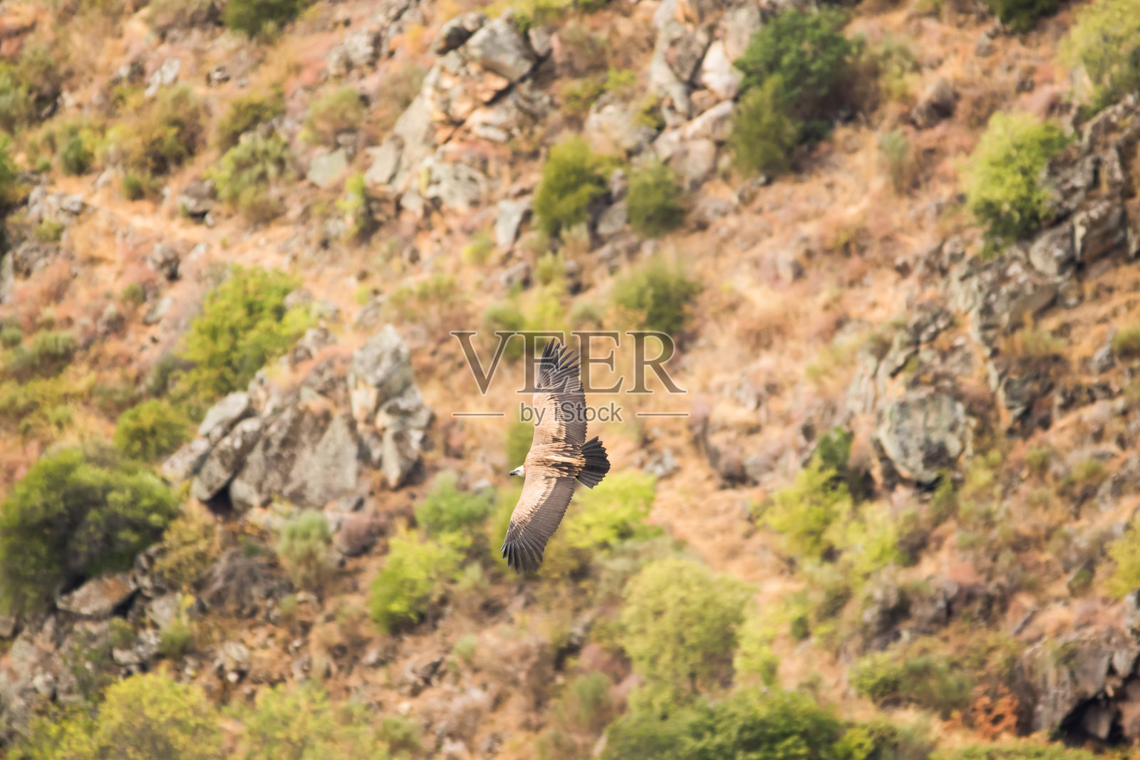 石膏fulvus照片摄影图片