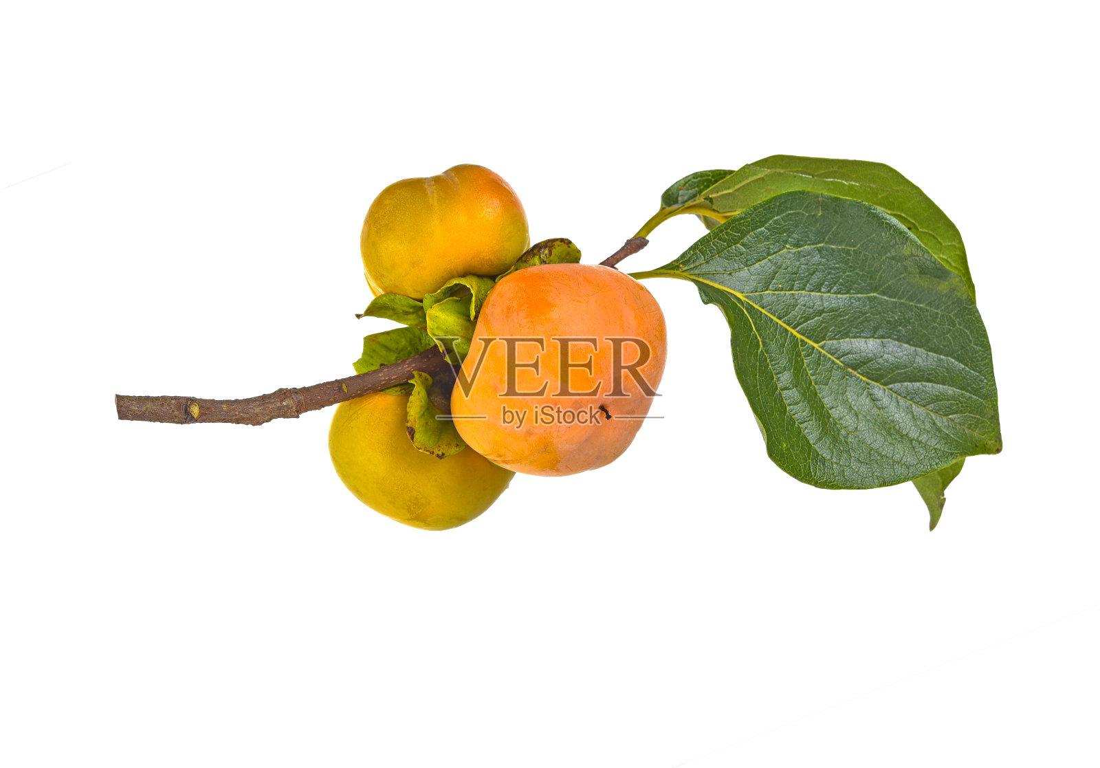 新鲜成熟的柿子和柿子叶子孤立在白色的背景上照片摄影图片