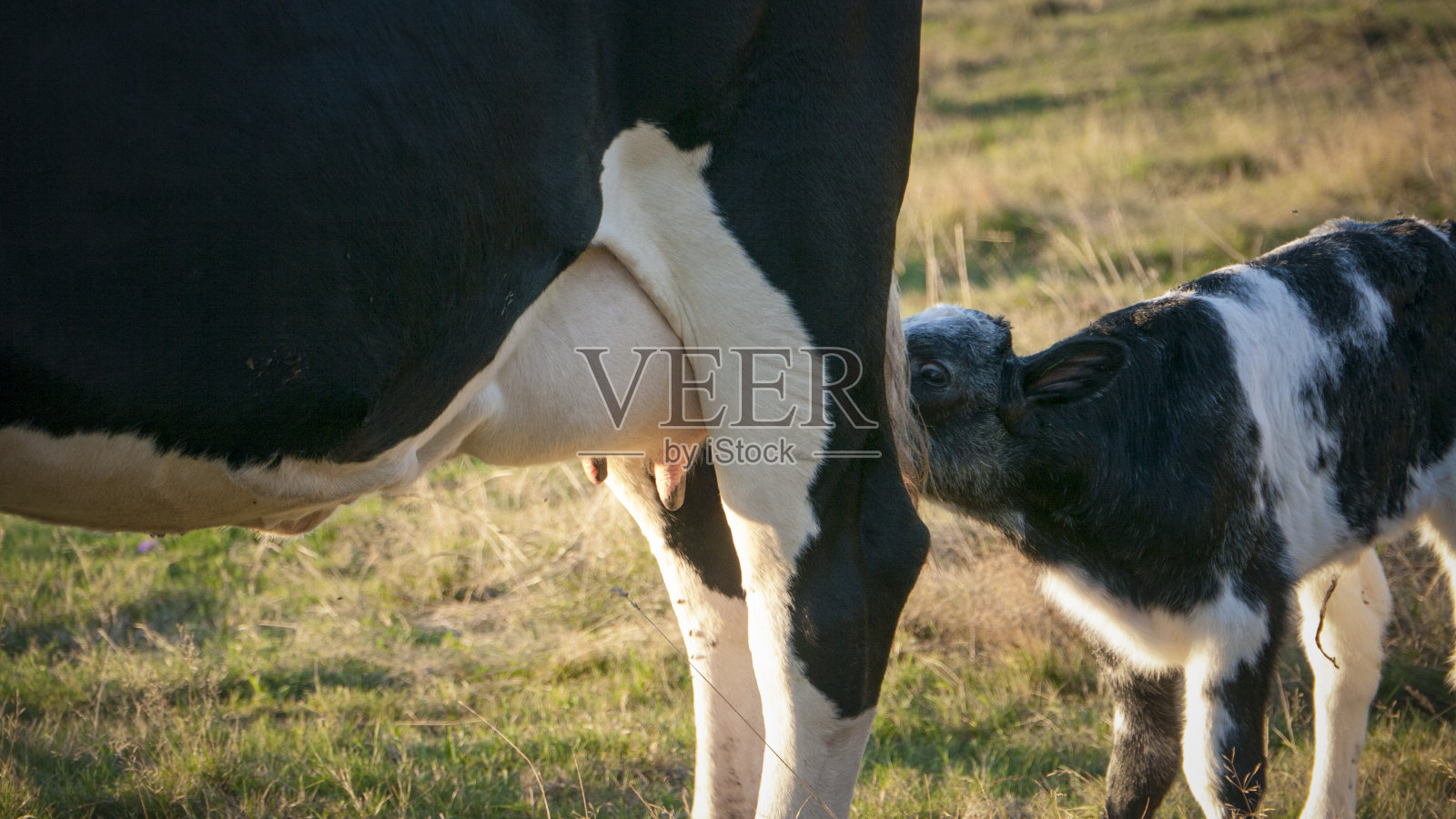 小母牛吸照片摄影图片