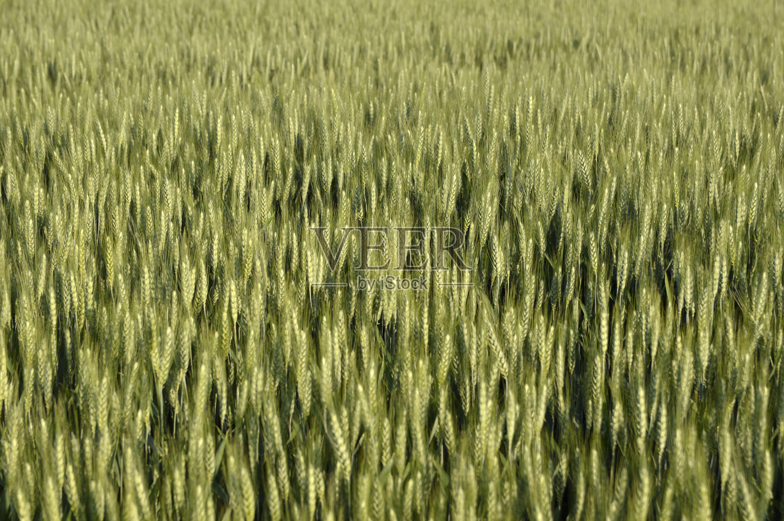 春天背景下的绿色麦田照片摄影图片