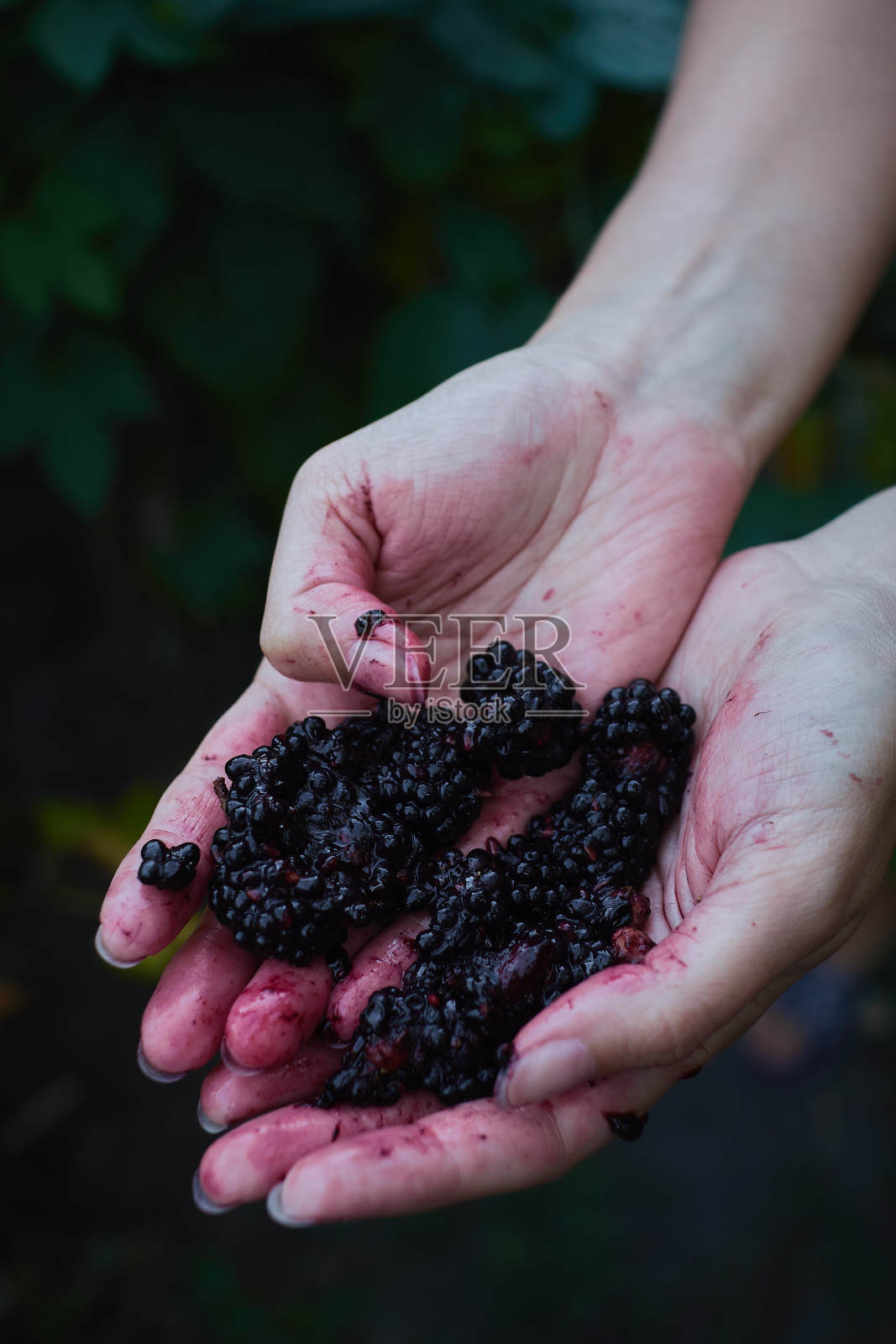 女人手里拿着打碎的黑莓照片摄影图片