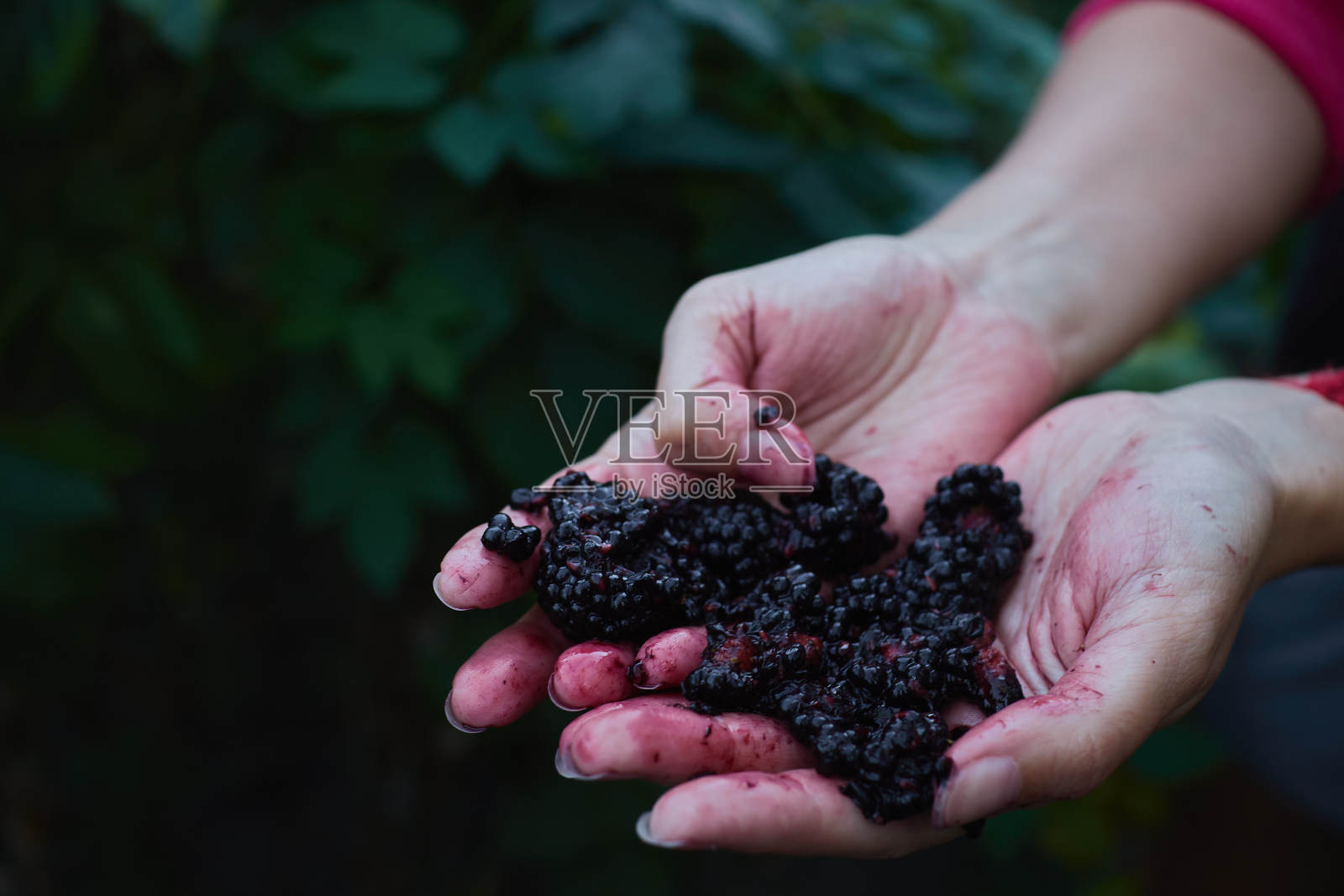 女人手里拿着打碎的黑莓照片摄影图片