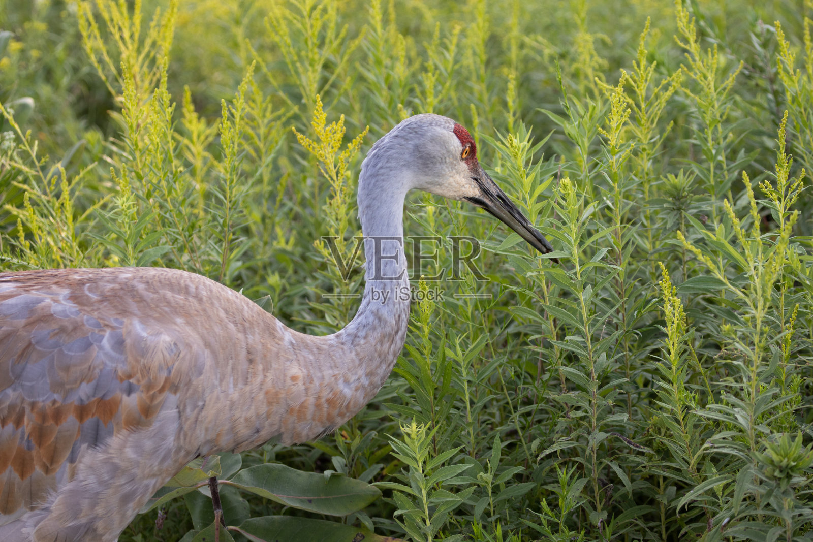 沙丘鹤站在豚草旁边照片摄影图片