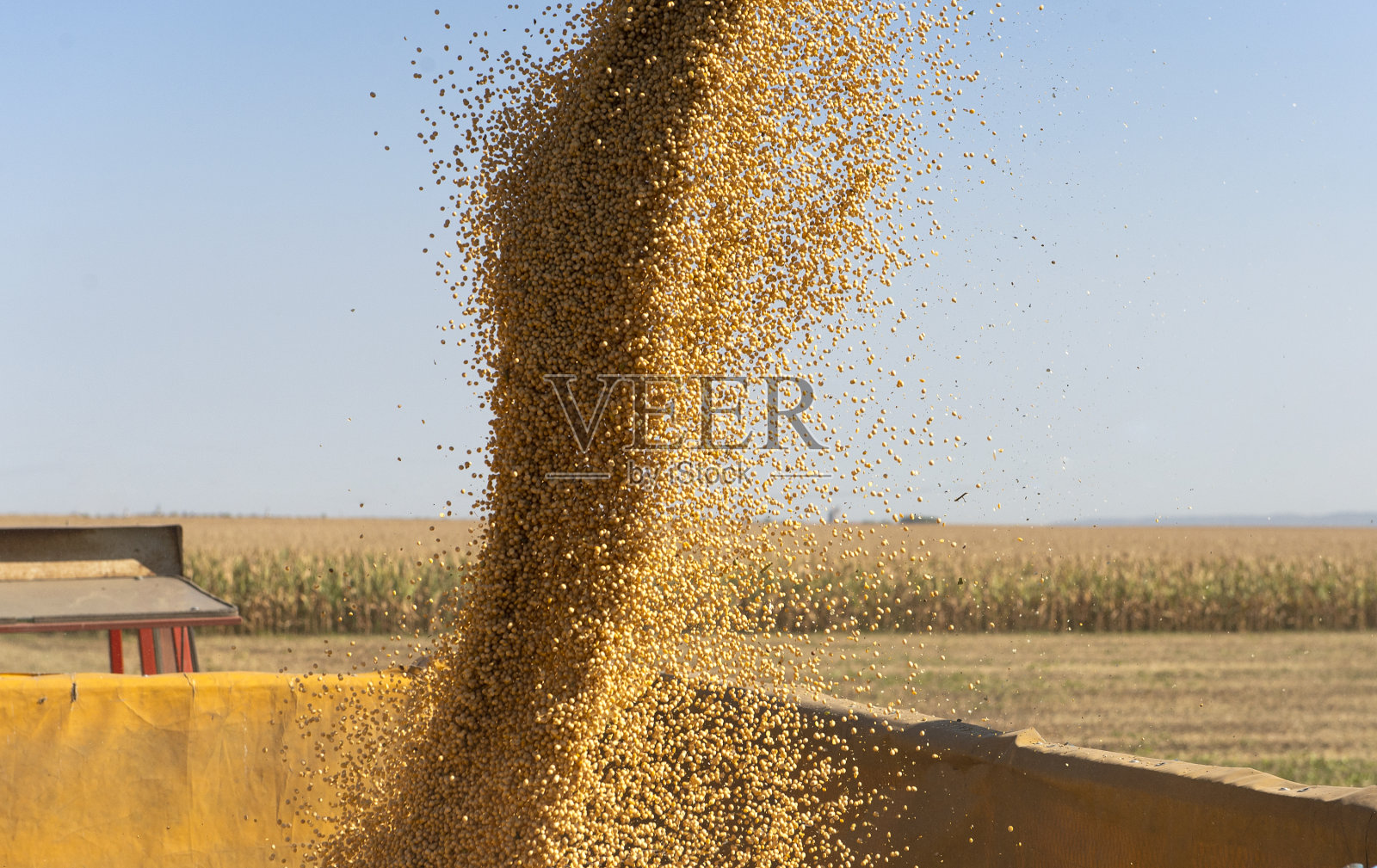 将大豆倒入拖拉机拖车的联合收割机的谷物钻照片摄影图片