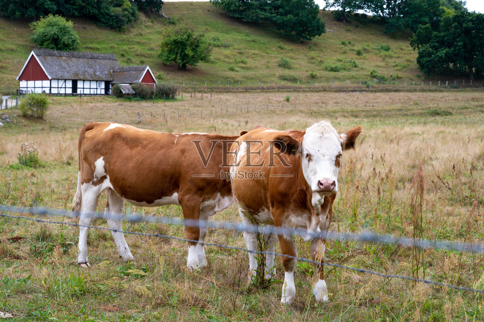 白色和棕色的奶牛在牧场Österlen，瑞典照片摄影图片