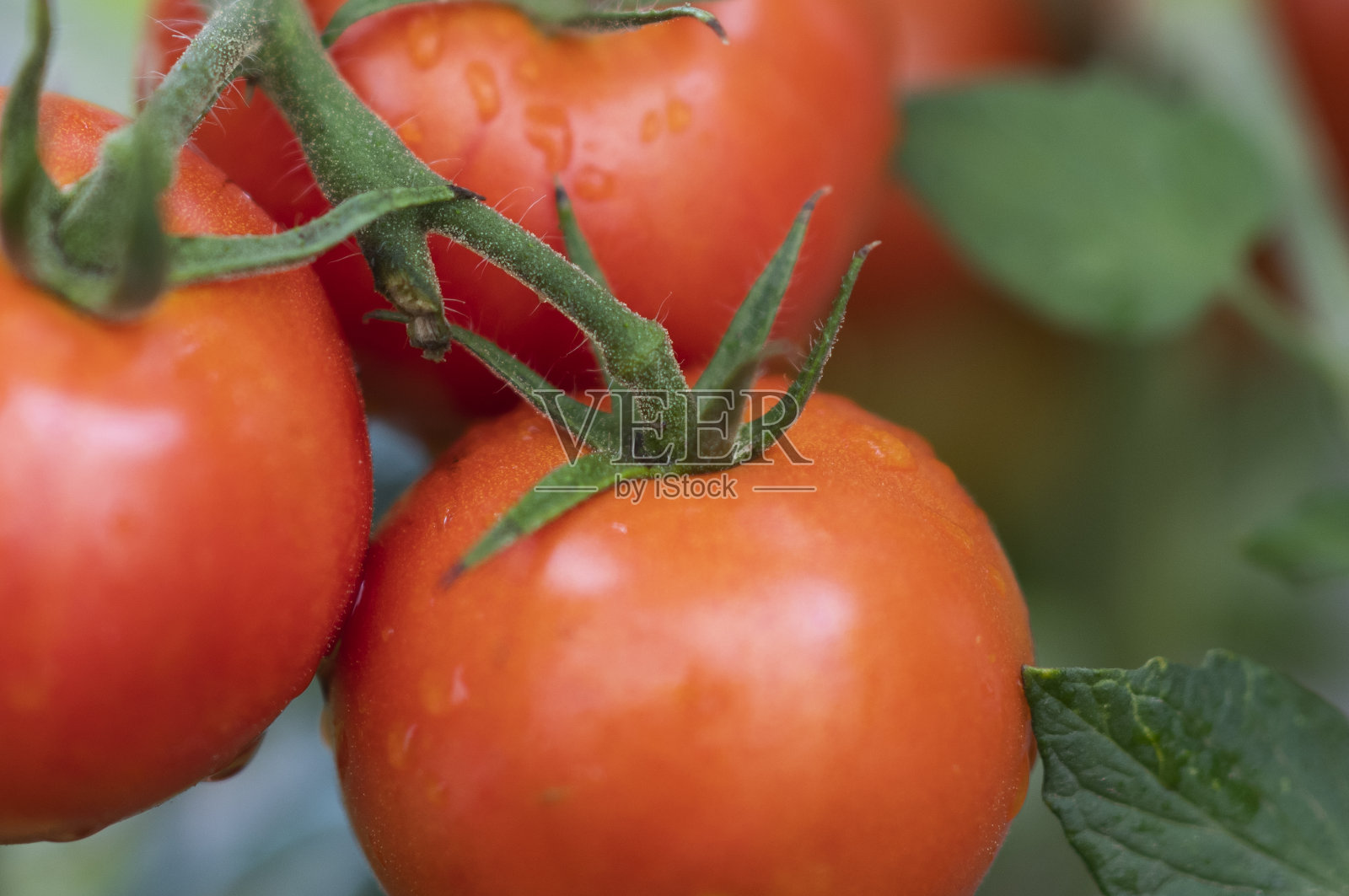 西红柿在花园里生长照片摄影图片