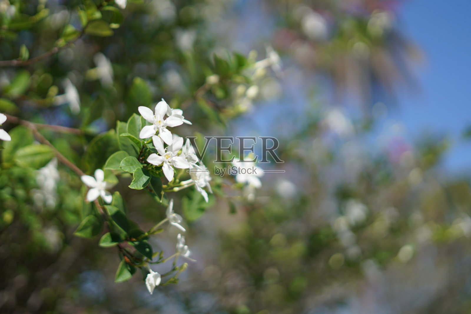 茉莉花开花，春花盛开，日光下选择性聚焦照片摄影图片