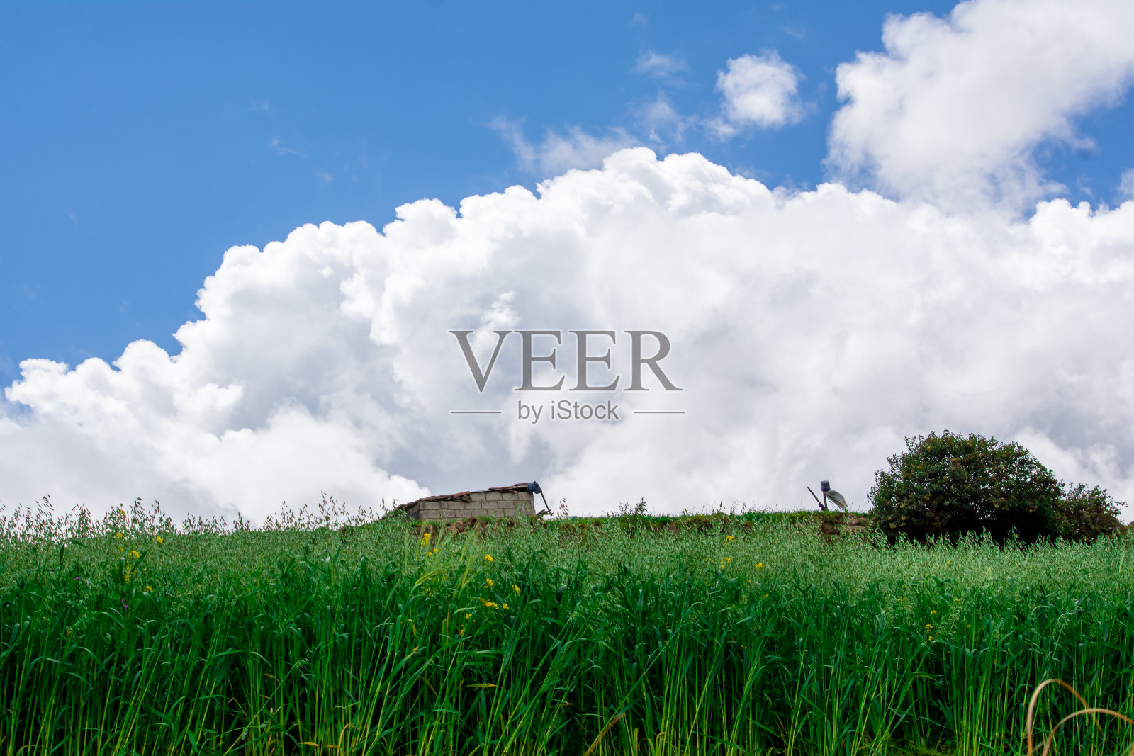 绿色的田野景观，蓝天白云照片摄影图片