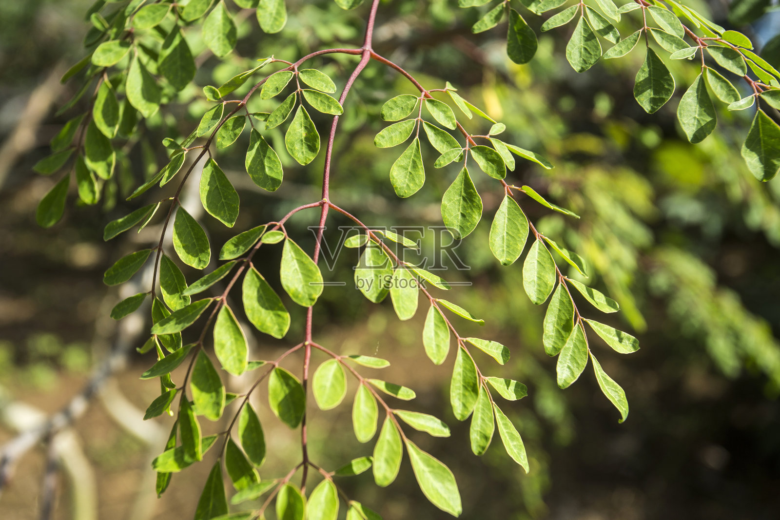 辣木，详细的叶子-辣木照片摄影图片