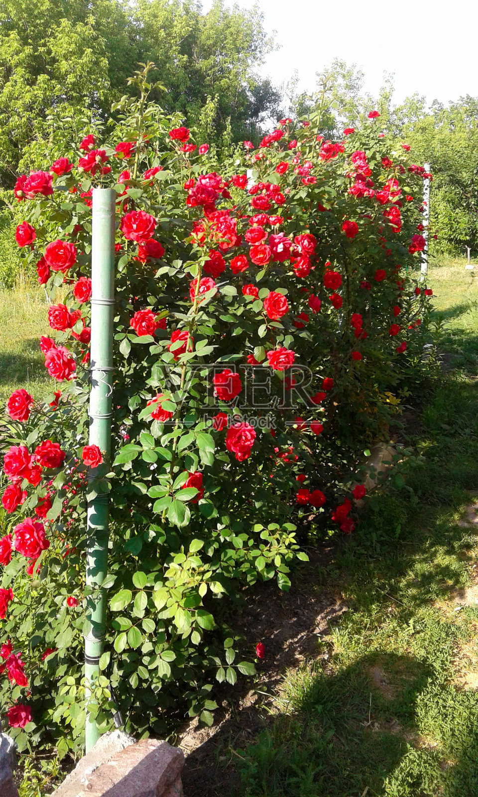 小卷曲的玫瑰红颜色照片摄影图片