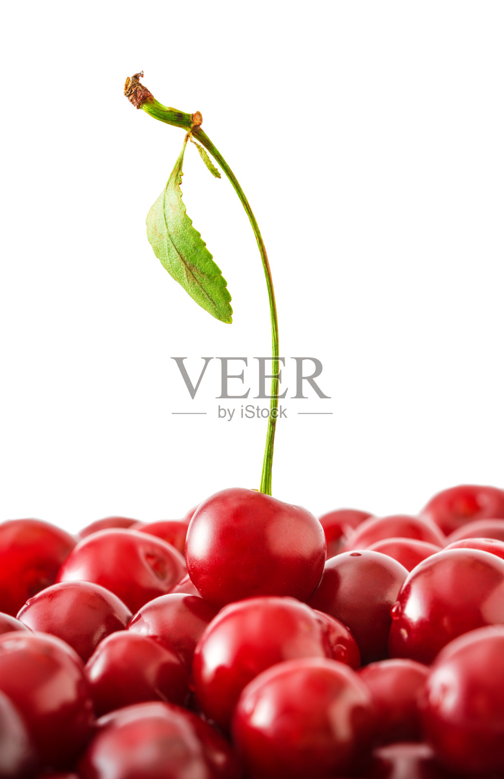 孤立在白色背景上的红樱桃照片摄影图片
