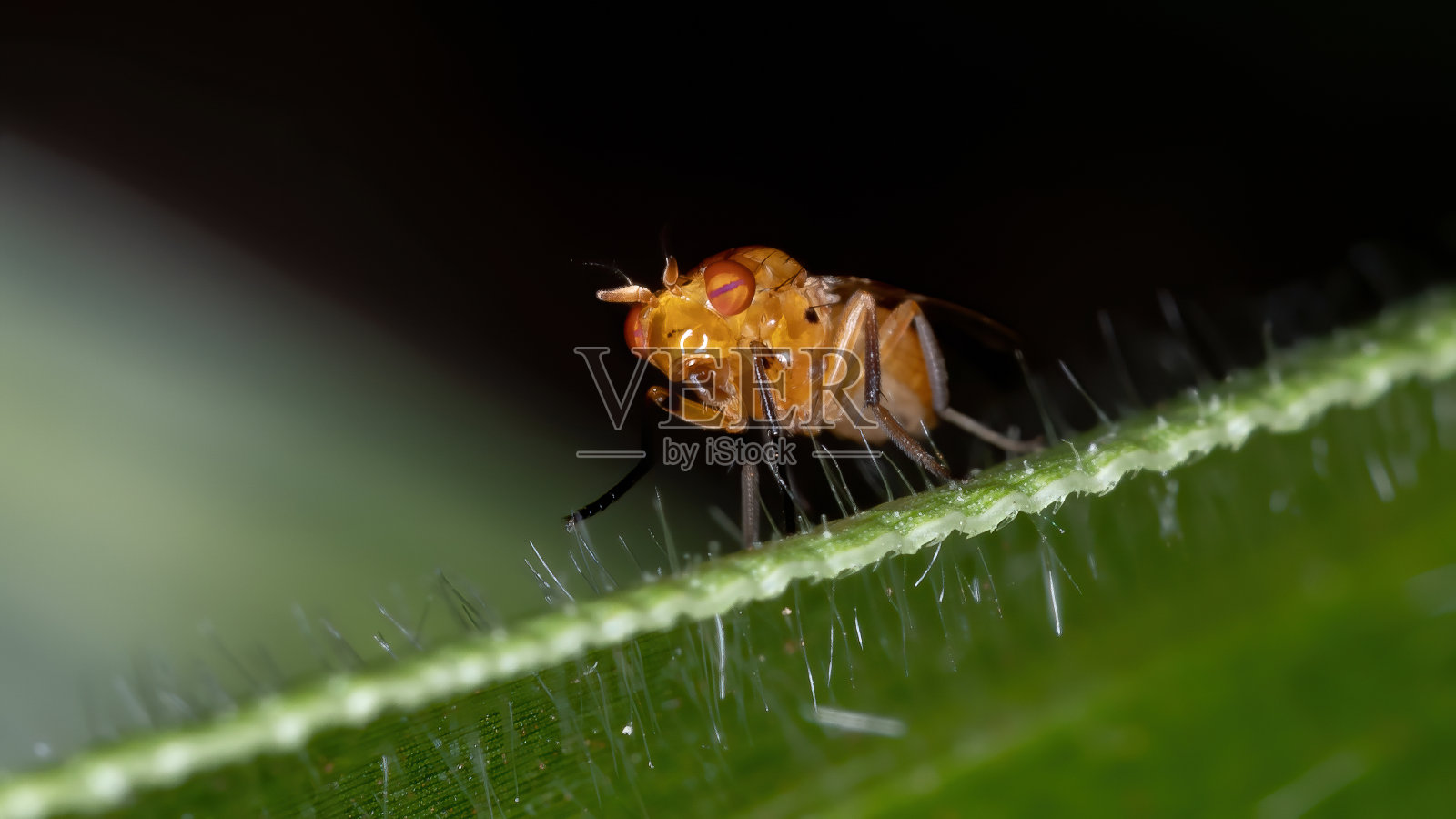 劳萨尼德飞照片摄影图片