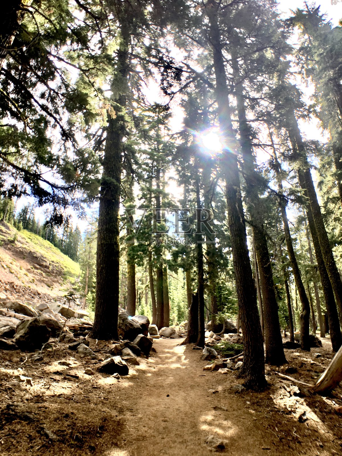 阳光照耀着小径照片摄影图片