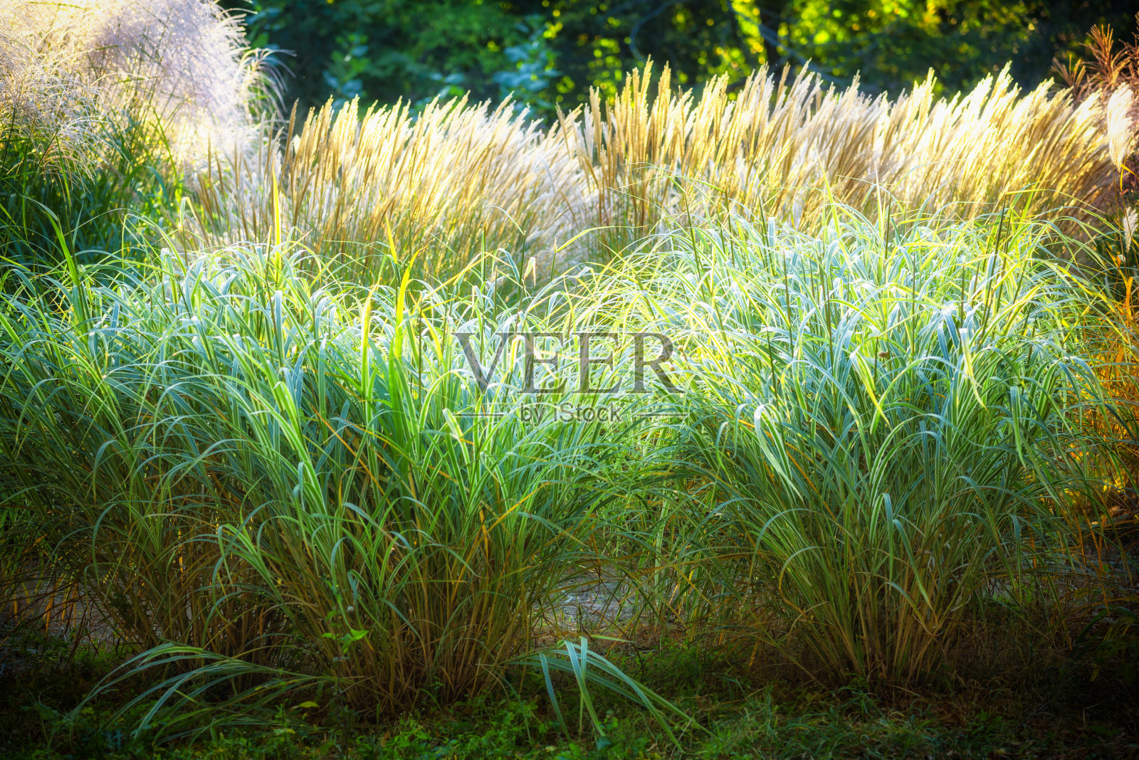 选择软焦点的海滩干草，芦苇，秸秆在风中吹在金色的夕阳光，水平，模糊的海的背景，复制空间的自然，夏天，草的概念照片摄影图片