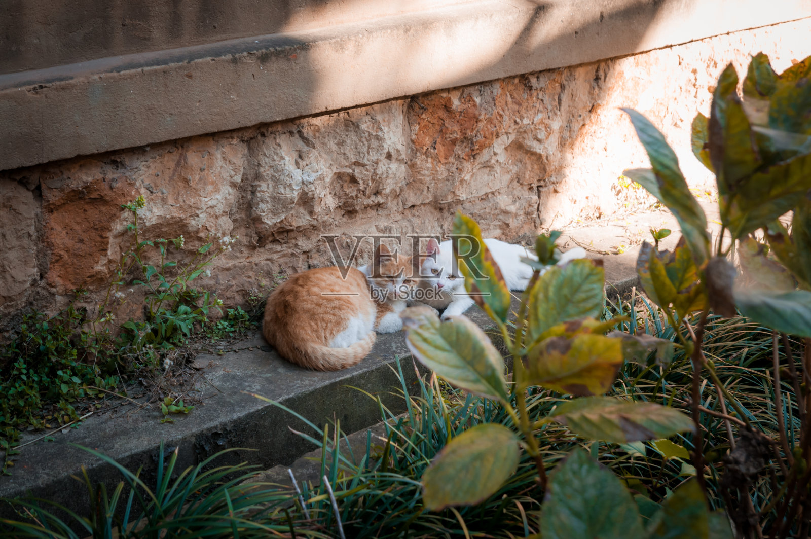 可爱的家猫照片摄影图片