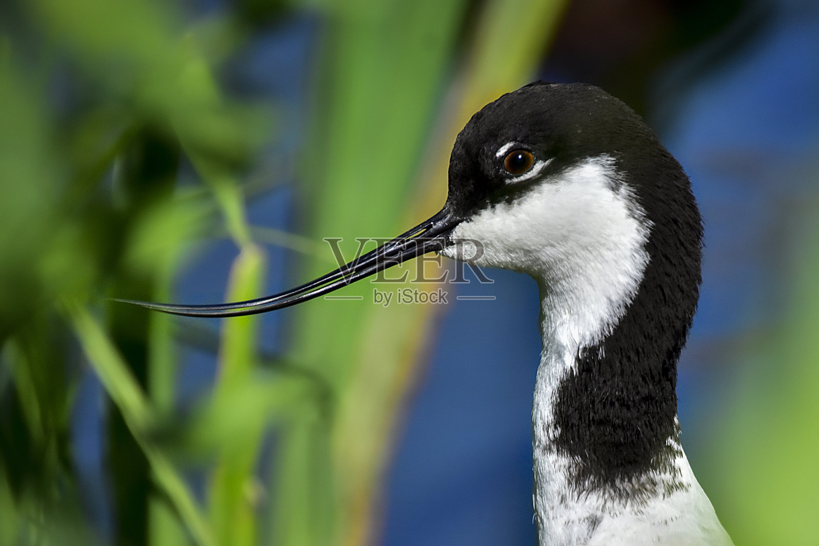 黑白鸟画像照片摄影图片