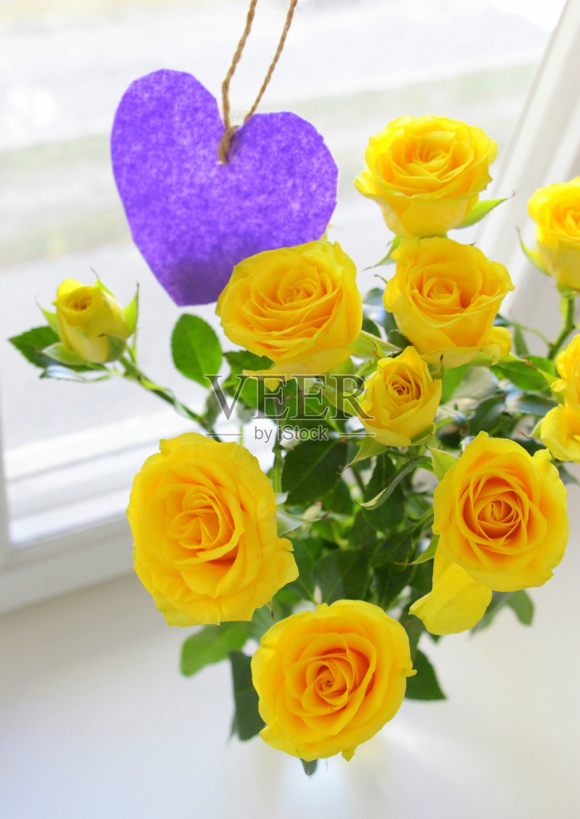 美丽娇嫩的黄色郁金香。照片摄影图片