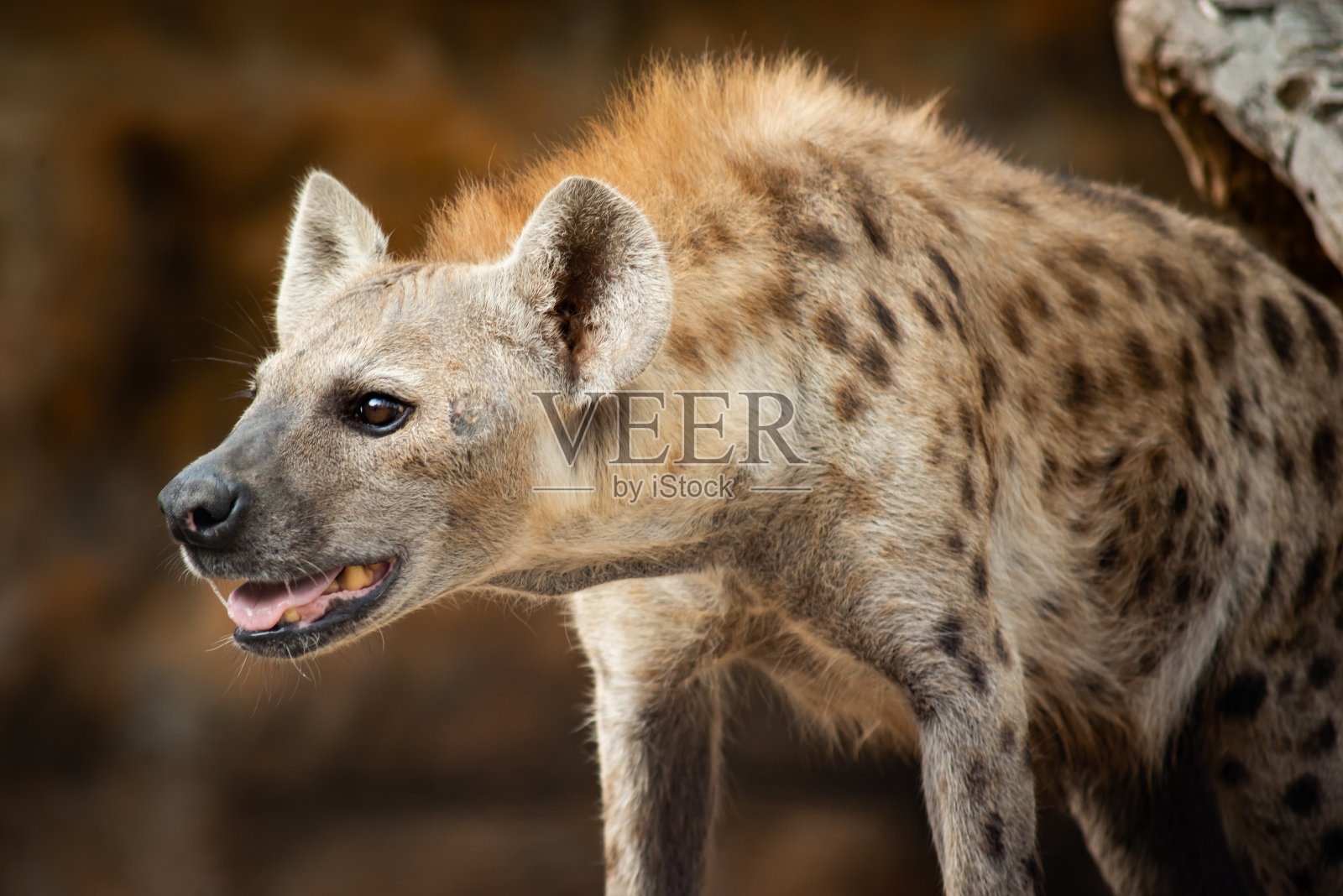 土狼照片摄影图片
