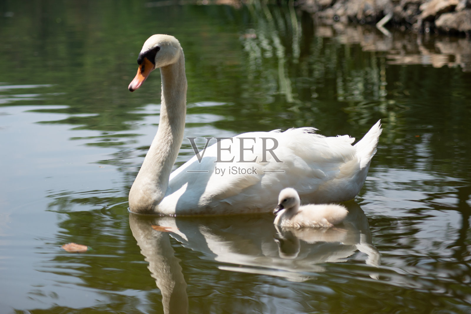 天鹅照片摄影图片