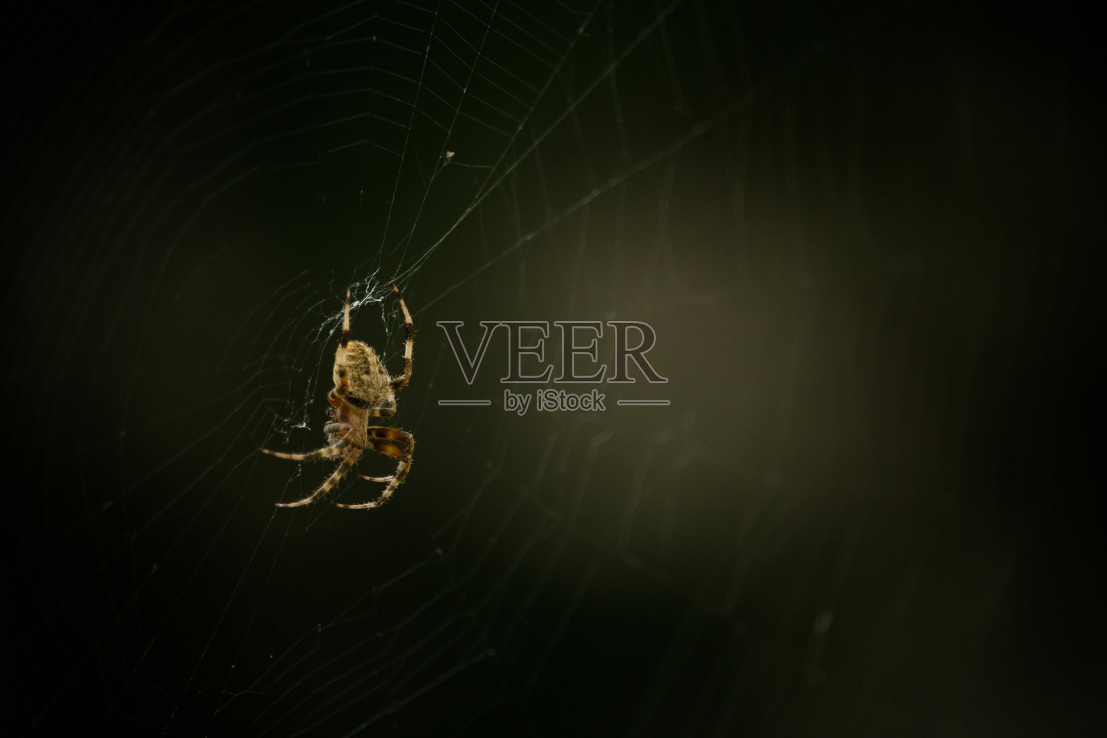 网中的蜘蛛照片摄影图片