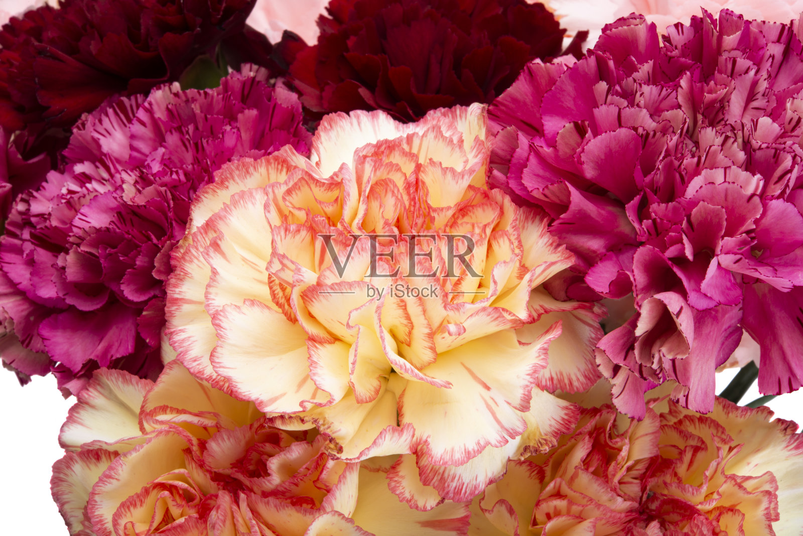 康乃馨封闭孤立照片摄影图片