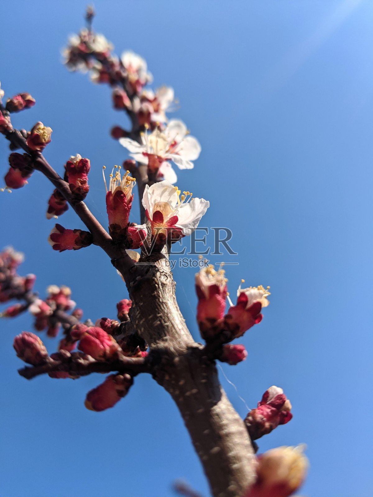 苹果的花朵照片摄影图片