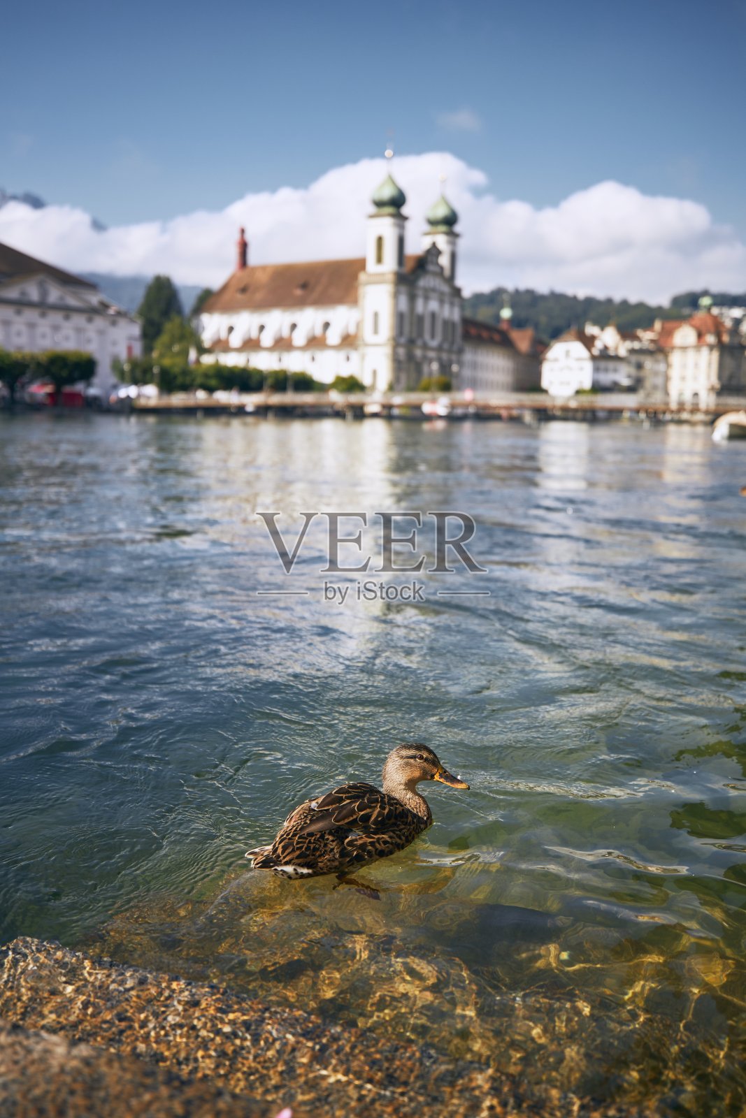 鸭子在卢塞恩河边游泳照片摄影图片