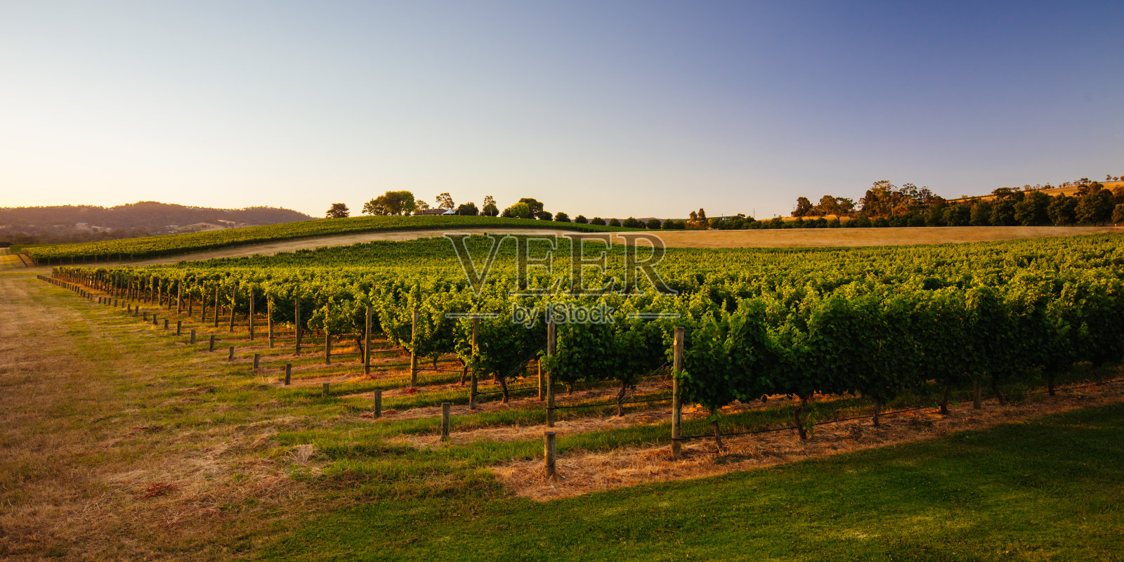 澳大利亚的亚拉谷葡萄园照片摄影图片