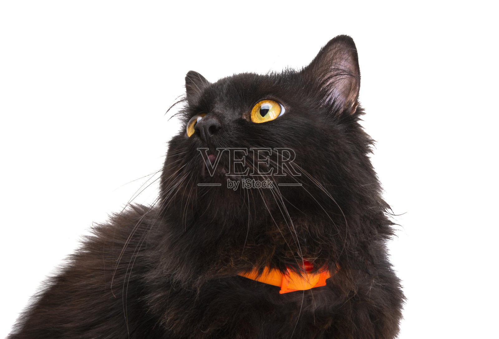 黑猫孤立照片摄影图片