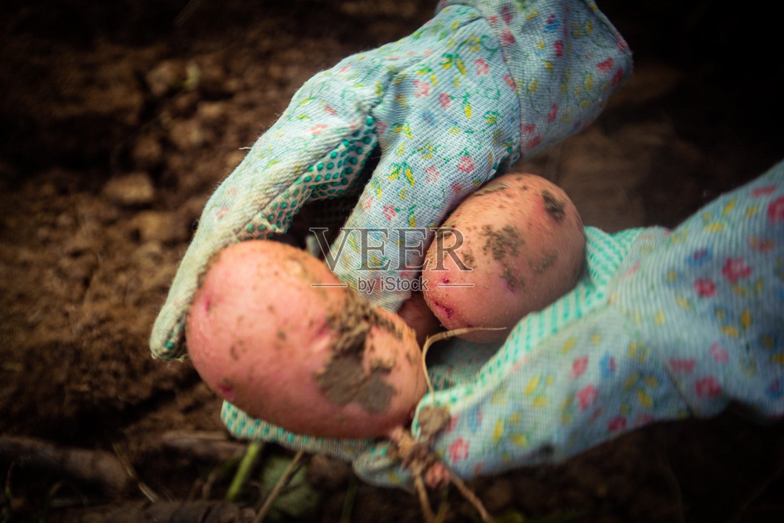 直接从花园出来照片摄影图片