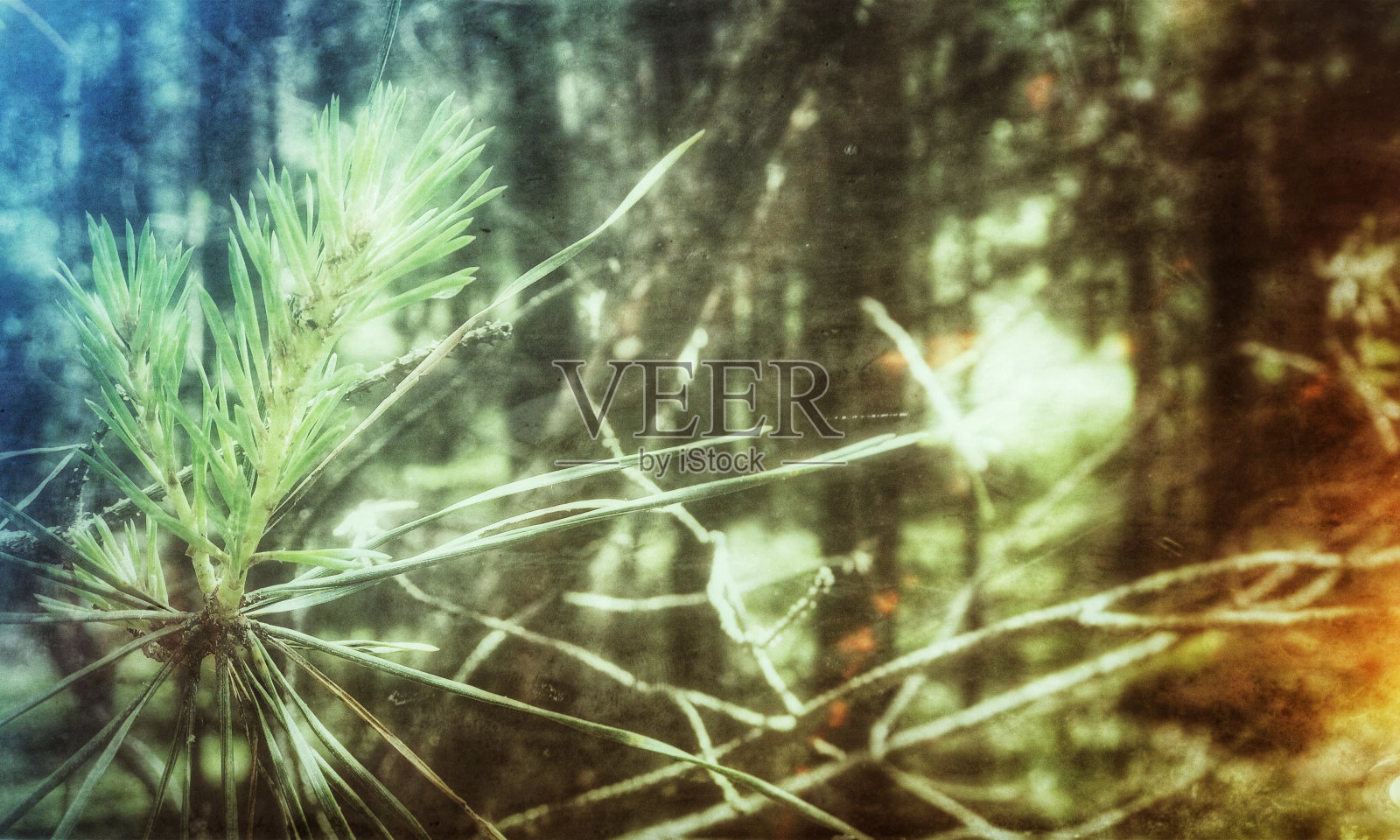 森林里的一根松枝被阳光照耀着。照片摄影图片