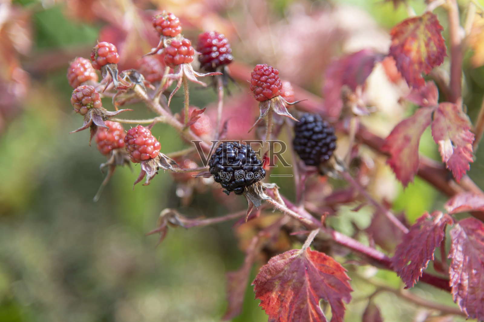 黑莓在灌木丛的树枝上照片摄影图片