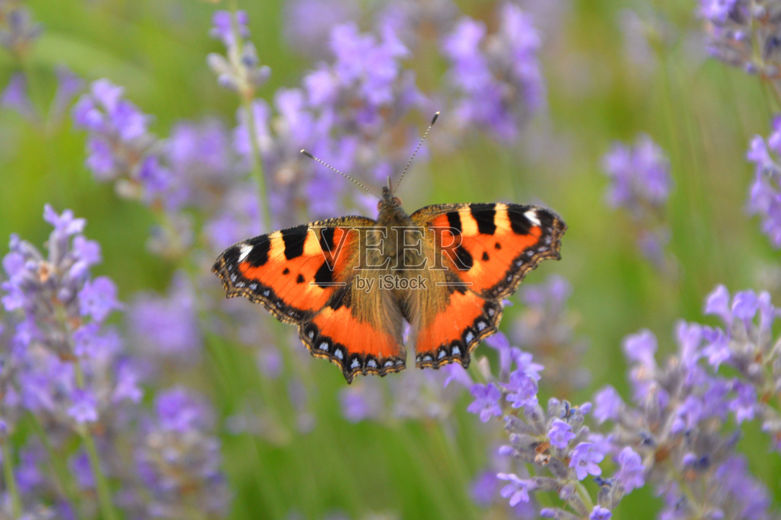 薰衣草田中的小龟甲(紫龟甲照片摄影图片