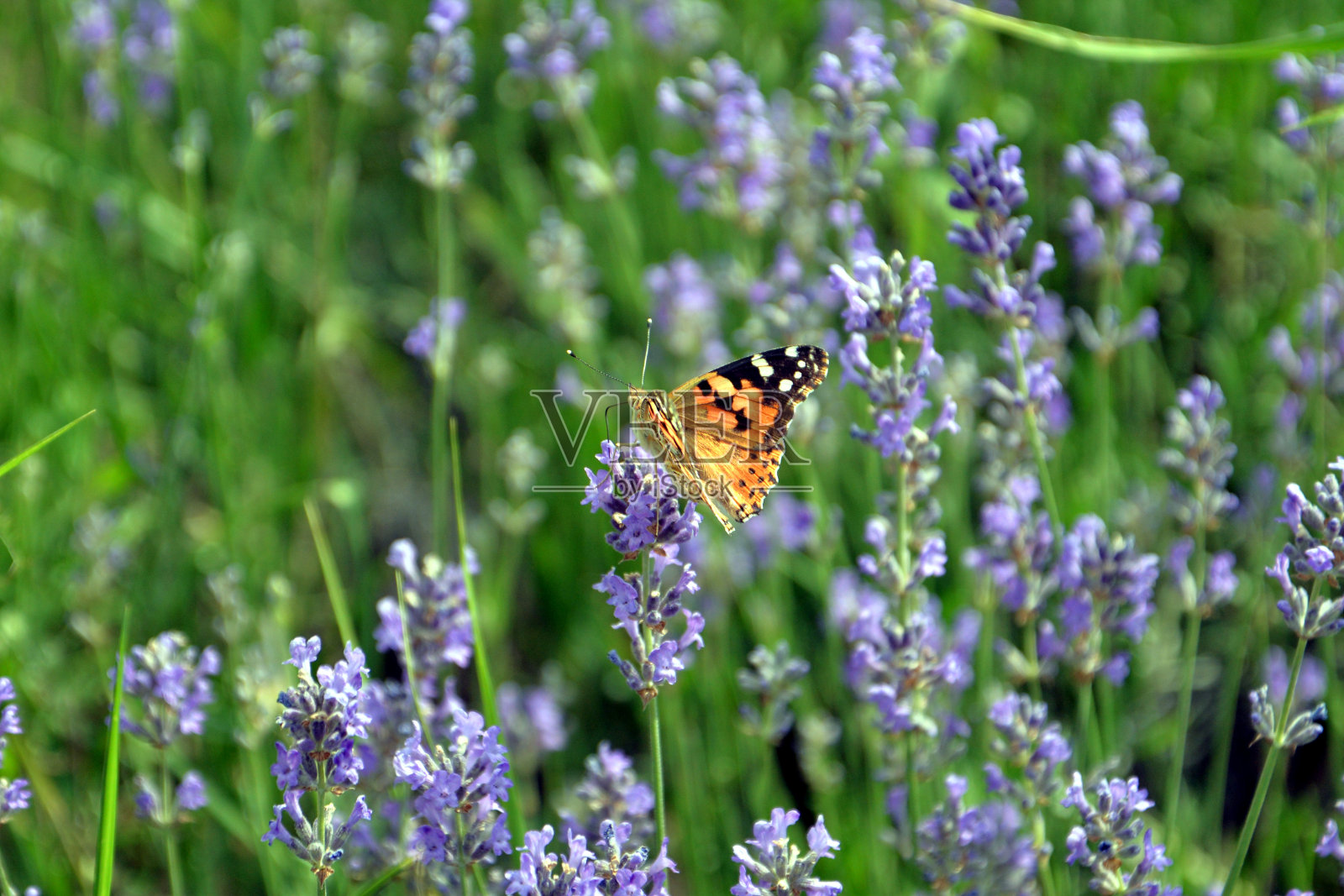 薰衣草田中的小龟甲(紫龟甲照片摄影图片