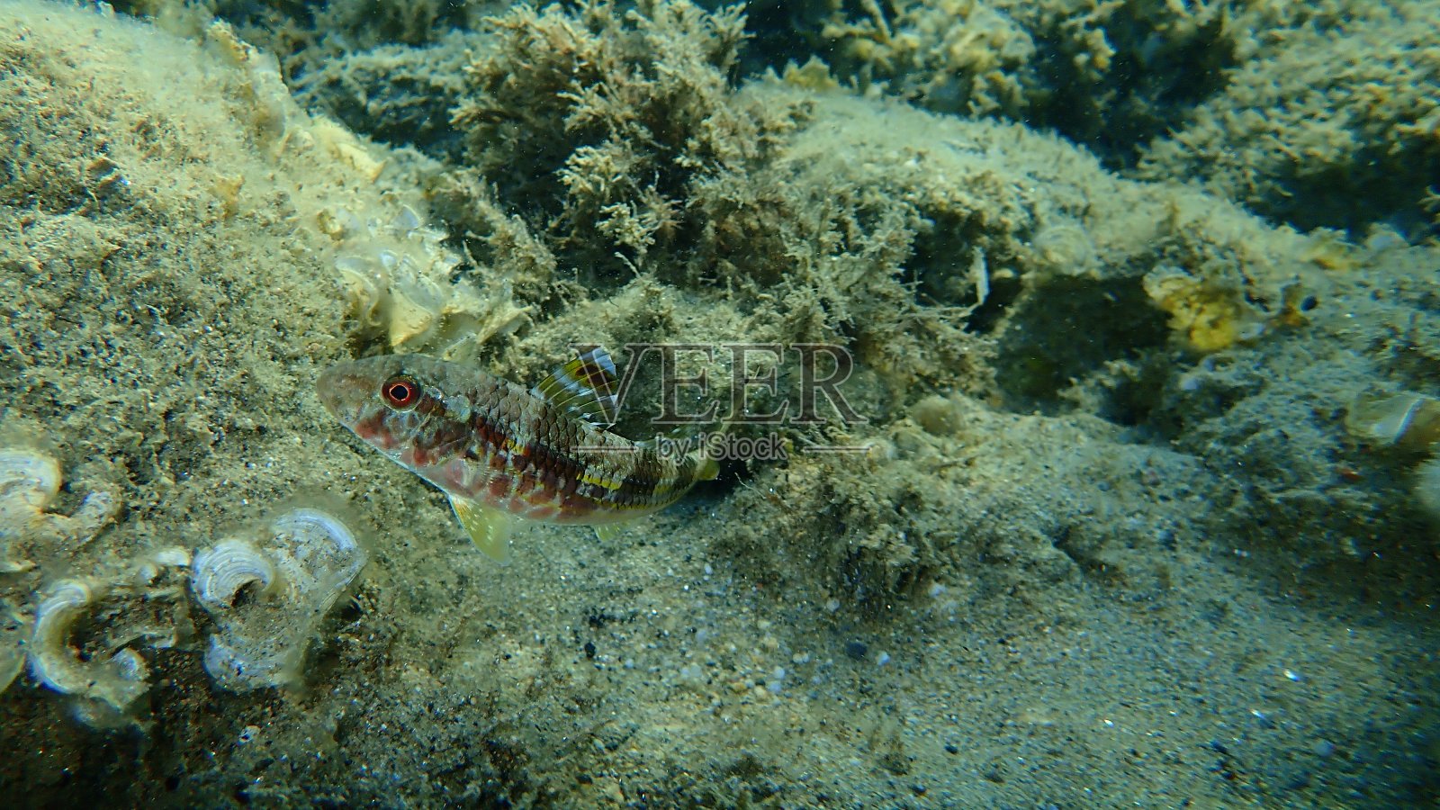 在爱琴海，希腊，哈尔基迪基海底的红色条纹鲻鱼照片摄影图片